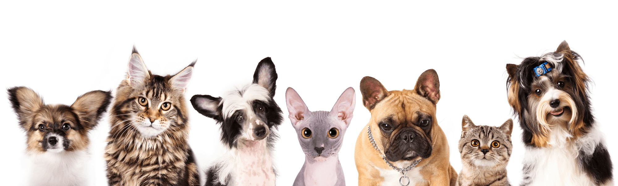 Wallenpaupack Veterinary Clinic